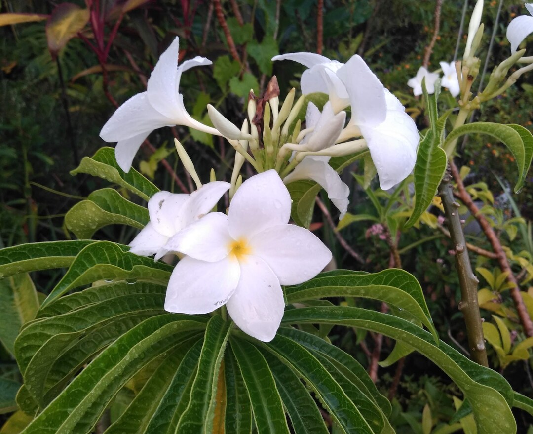 thumbnail image 2 of 2 Cuttings Bridal Bouquet Plumeria Pudica – Frangipani, White, 6-8 Inches, Tropical USA 2 of 3