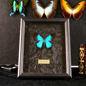 Ulysses Schmetterling - Echter Papilio ulysses in gerahmtem Display für ein lebendiges, von der Natur inspiriertes Dekor