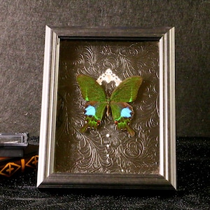 Papilio Paris – Handmade Framed Butterfly Specimen with Iridescent Blue-Green Wings for Collectors