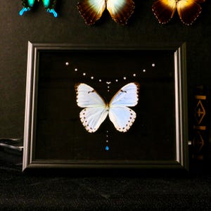 Morpho Catenarius – Unique Pearl-Glowing Butterfly Framed for Art Lovers and Natural History Enthusiasts