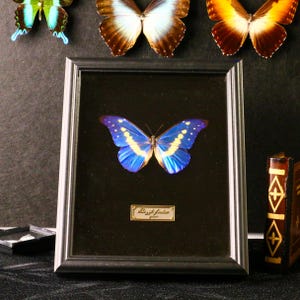 Real Morpho Rhetenor – Handmade Shadow Box Display of Blue Goddess Butterfly for Collectors and Gifts