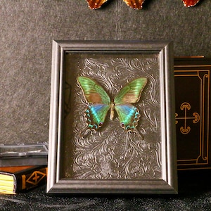 Unique Papilio Palinurus – Real Green Butterfly Specimen in Glass Frame for Nature-Inspired Interior Styling