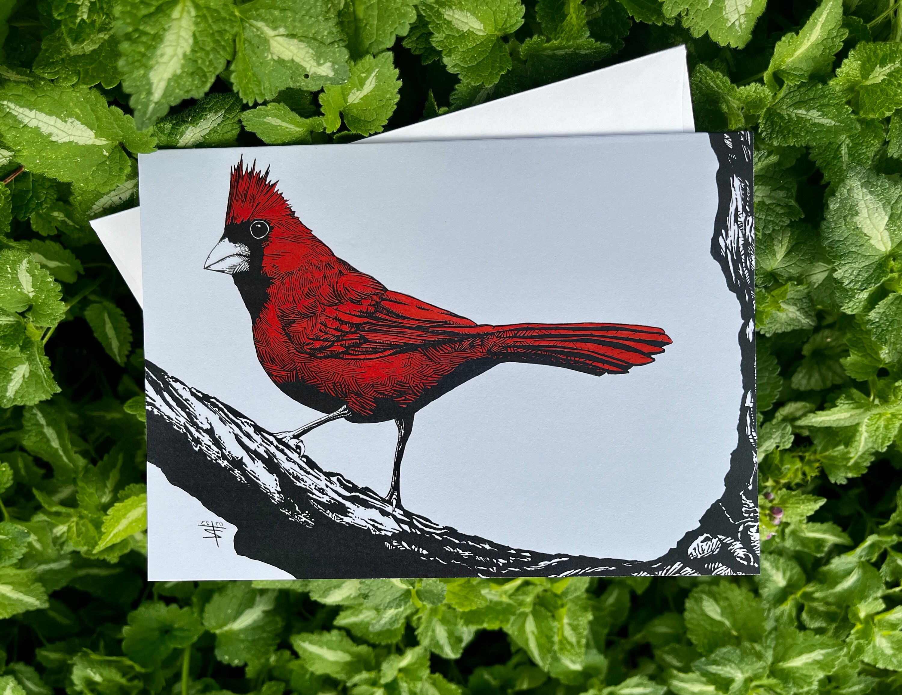 Hand Drawn Pen and Ink Bird Greeting Cards 3 Pack Contains a Robin ...