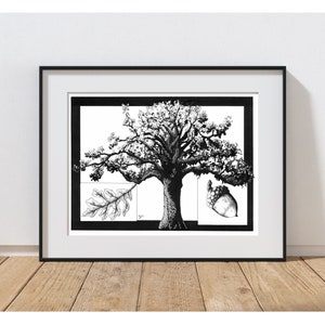 De witte eik. Handgetekende pen en inkt botanische illustratie.