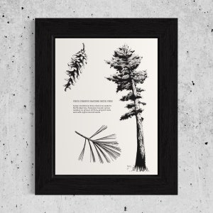 Eastern White Pine. Hand Drawn Pen and Ink Botanical Art.