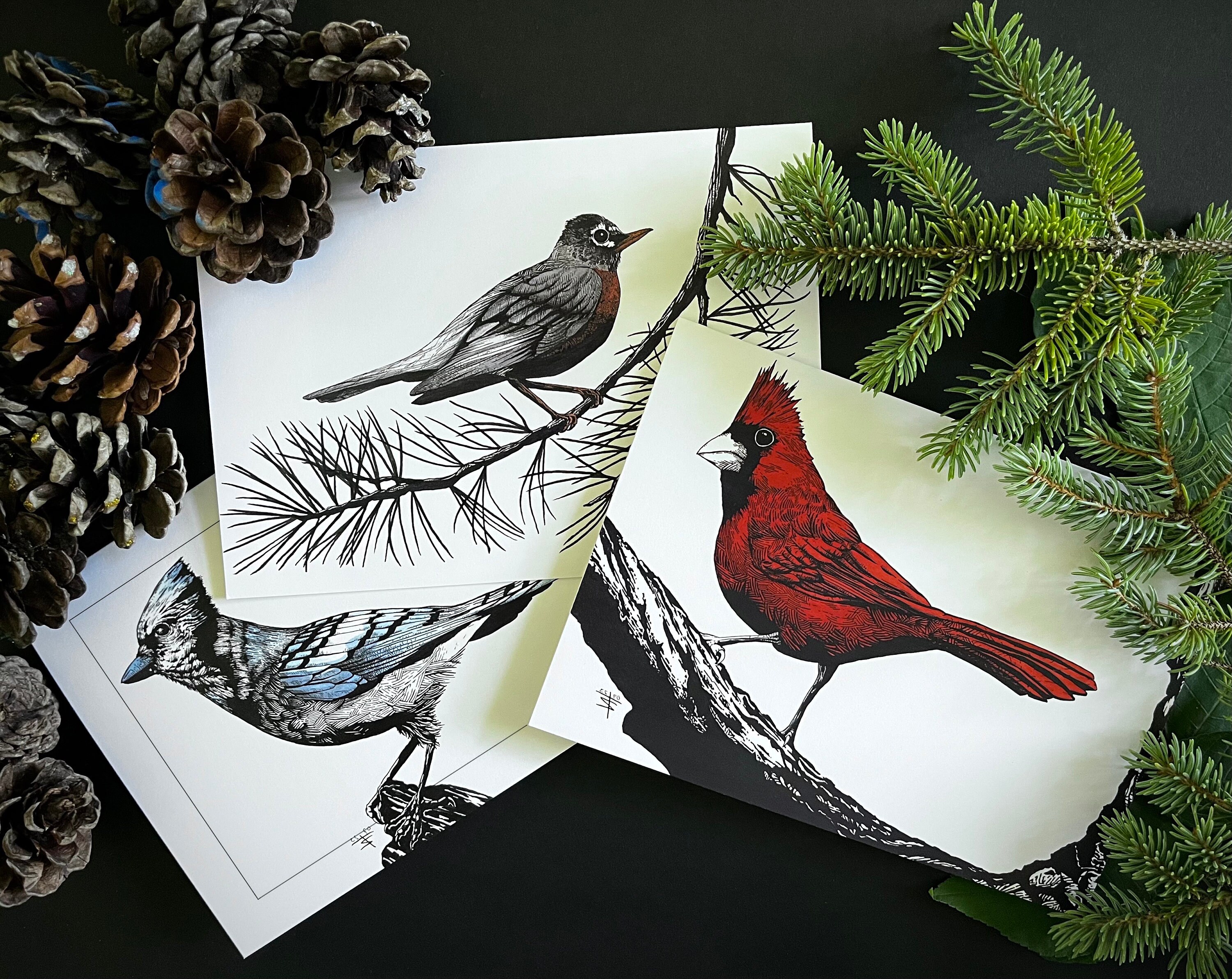 Hand Drawn Pen and Ink Bird Greeting Cards 3 Pack Contains a Robin ...