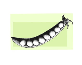 Ilustración de peapod de pluma y tinta