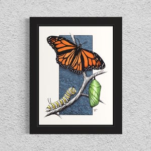 Metamorphosis. Hand Drawn Pen and Ink Monarch Butterfly Illustration.