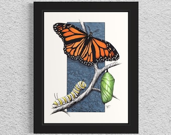 Metamorphosis. Hand Drawn Pen and Ink Monarch Butterfly Illustration.