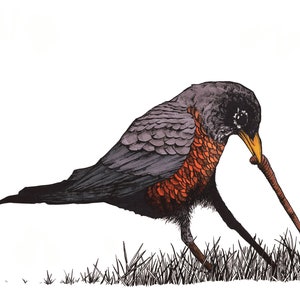 The Worm Hunter. Hand Drawn American Robin Pen and Ink Illustration.