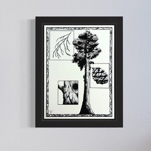 Redwood Giant Sequoia. Hand Drawn Pen and Ink Botanical Illustration.