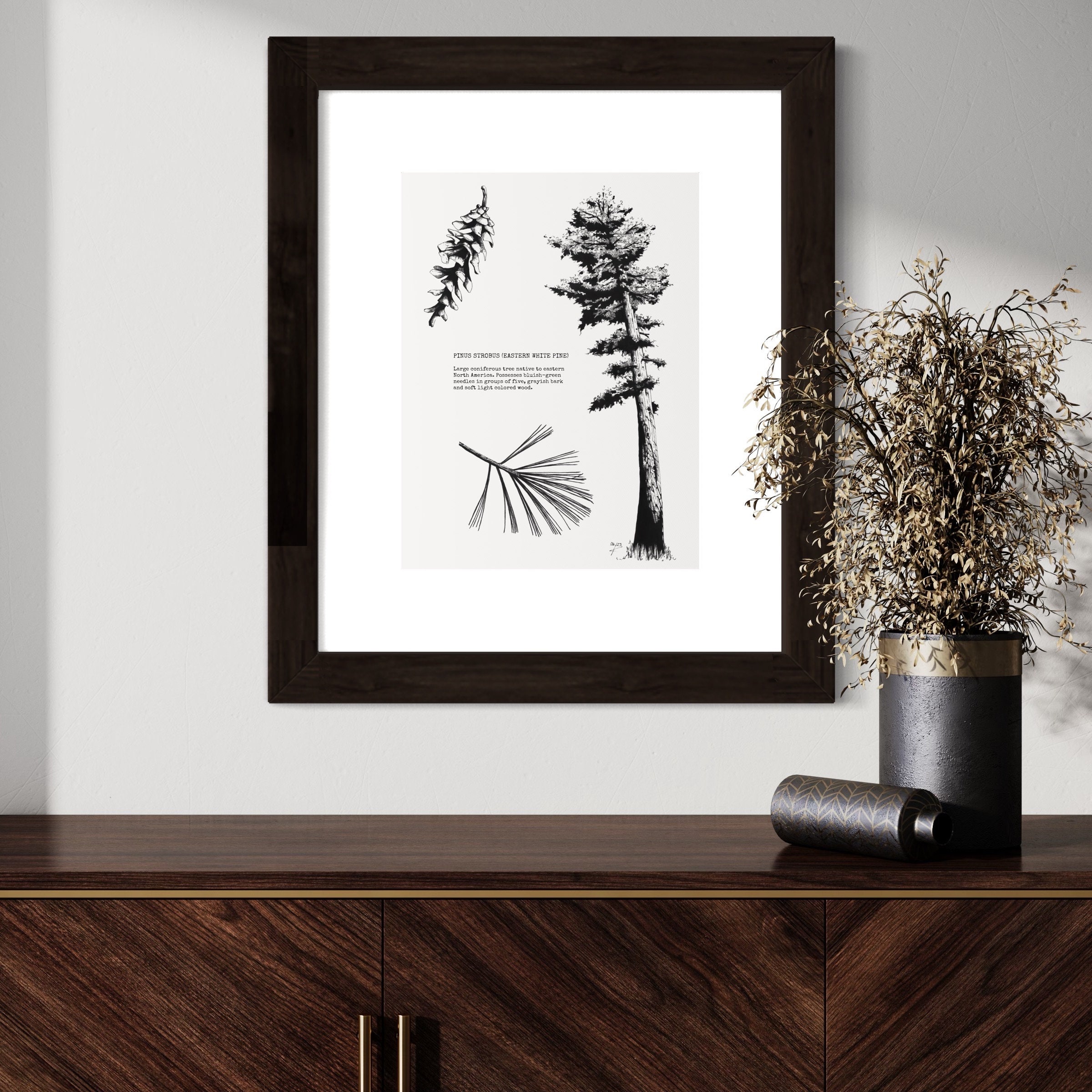 Eastern White Pine. Hand Drawn Pen and Ink Botanical Art. - Etsy
