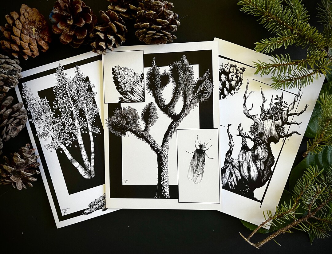 Hand Drawn Greeting Cards 3 Pack Contains The Bristlecone Pine Joshua hand-drawn-greeting-cards-3-pack-contains-the-bristlecone-pine-joshua