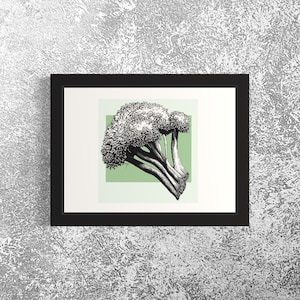 Broccoli. Hand Drawn Pen and Ink Botanical Illustration.