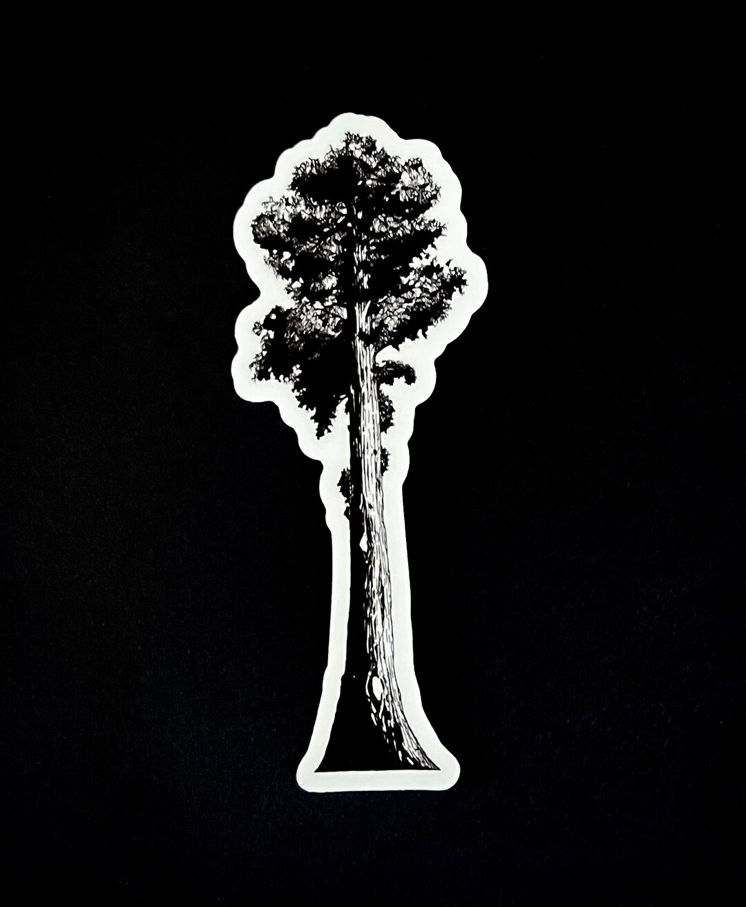 Hand Drawn Giant Sequoia Redwood Tree Vinyl Sticker. Waterproof, Indoor