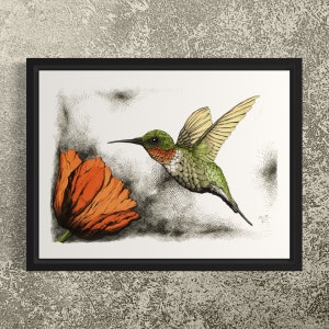 Può includere: Una stampa incorniciata in nero di un colibrì con piume verdi e marroni, che vola con le ali spiegate. Il colibrì è davanti a un papavero rosso su sfondo bianco.