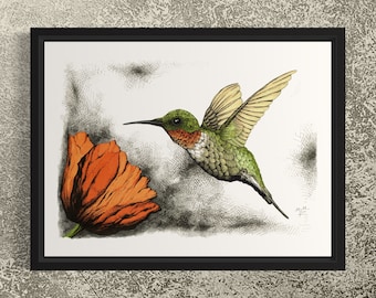 Ruby-throated Hummingbird and Poppy. Hand Drawn Pen and Ink Illustration, Nature Lover Art, Wildlife Print, Detailed Bird Drawing.