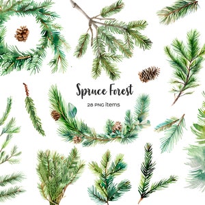 Clipart de sapin aquarelle. Image clipart forêt d'épicéas. Jeu d'aiguilles de pin. Compositions de conifères à l'aquarelle, couronne, branches, cônes 28 PNG.