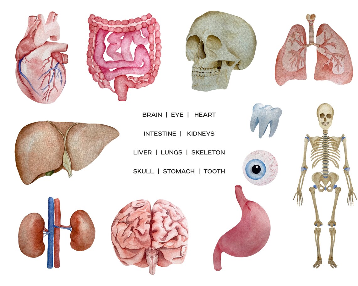 Watercolor Human Organs Clipart. Anatomy Human Body Parts PNG. Medical ...