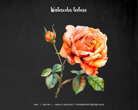 Watercolor Orange Wedding Flowers Clipart. Pastel Orange