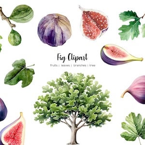 Watercolor fig clipart. Ficus carica clip art. Fig tree illustration. Fig tree, fruits, branch, seeds, leaf PNG. Watercolor botanical set
