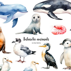 Watercolor Antarctic animals clipart. 10 animals of Antarctica. Wildlife of Arctic & Antarctic. South Polar animals, birds. Polar Wildlife.