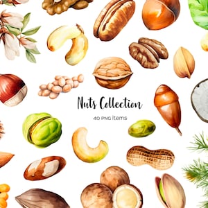 Watercolor nuts clipart. Nuts bundle. Types of nuts PNG walnut, almond, pistachios, hazelnut, cashew. Nut Variety. Vegan healthy food PNG.