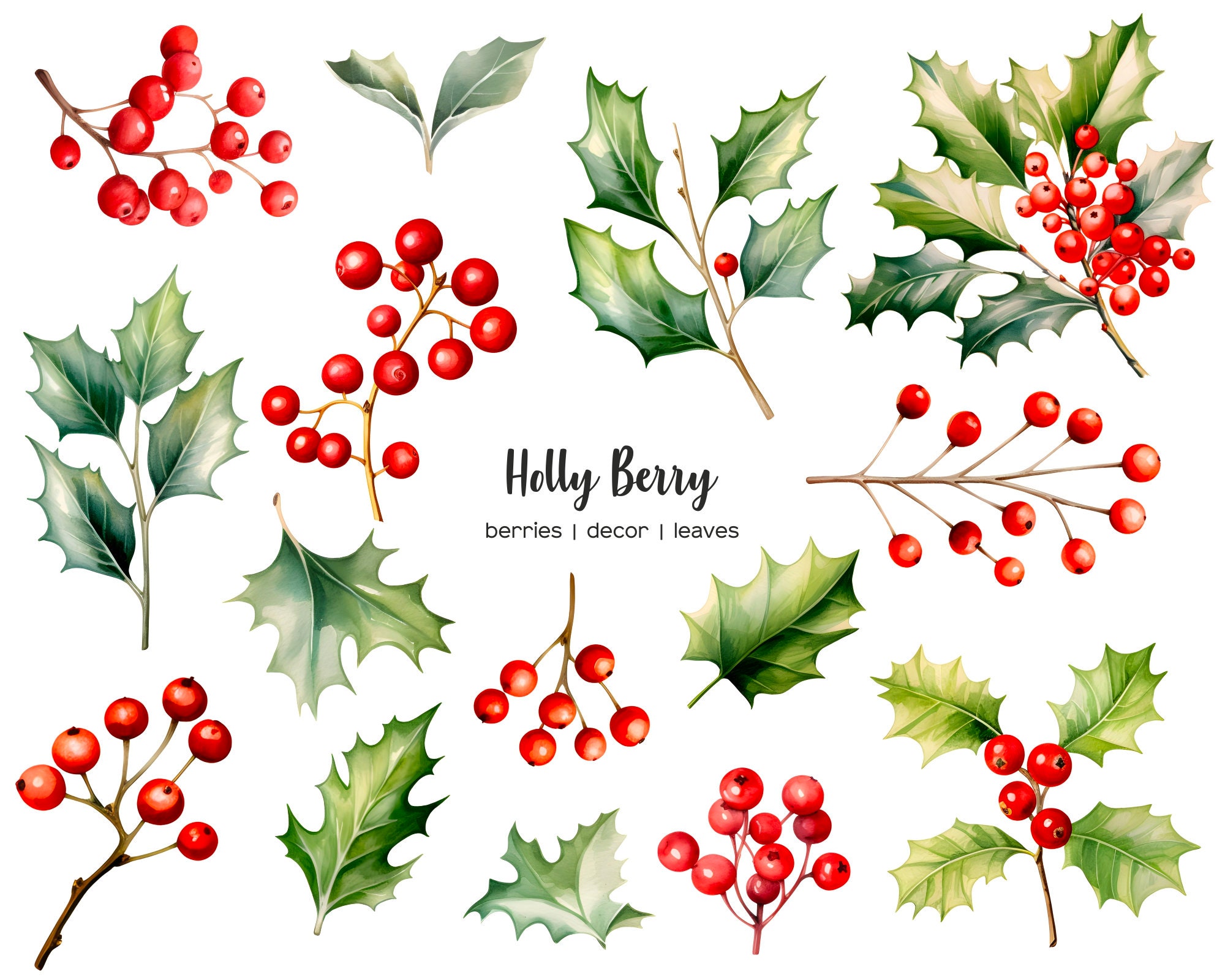 Watercolor Holly Berry Clipart. Holly Berries Plant PNG. Christmas