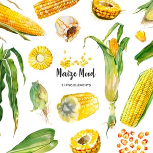 Può includere: Illustrazione ad acquerello di pannocchie di mais, chicchi di mais, foglie di mais e seta di mais. L'illustrazione è intitolata "Maize Mood" e comprende 21 elementi PNG.