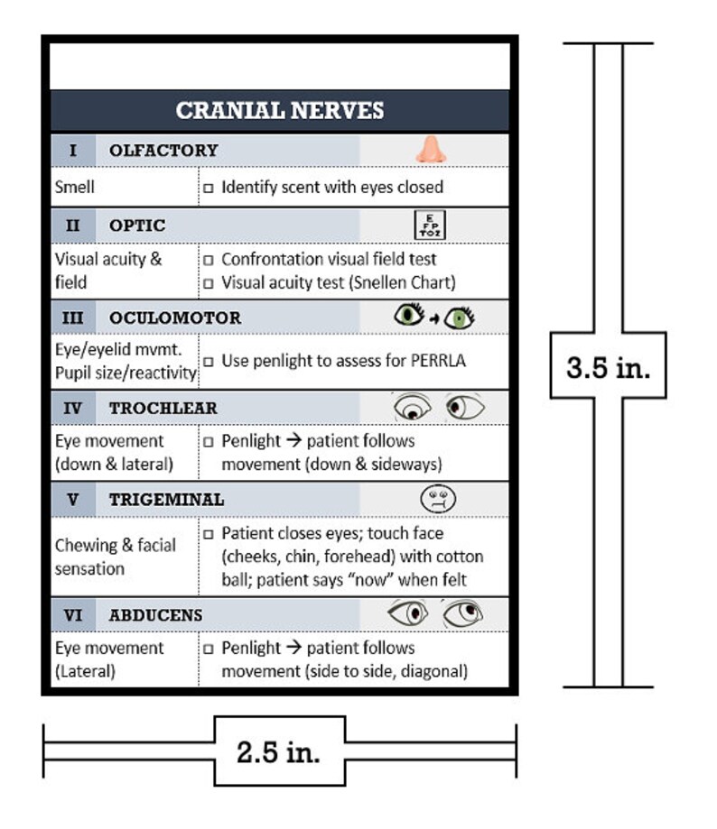 Cranial Nerves Digital Download Badge Buddy - Etsy