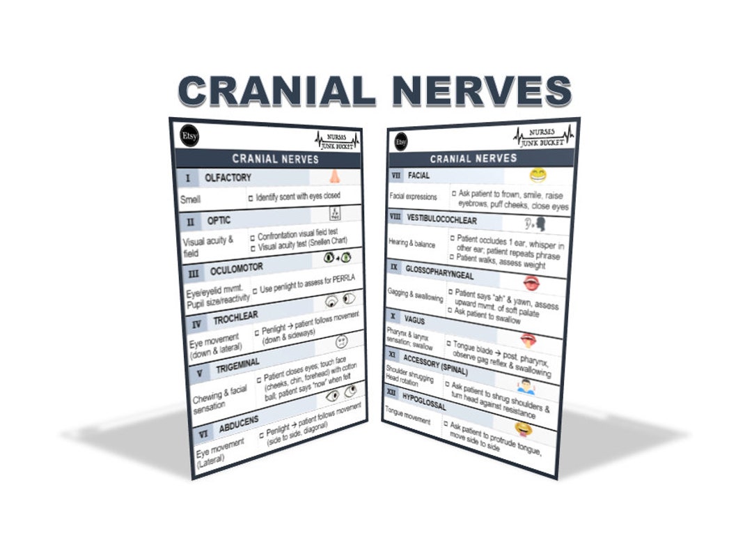 Cranial Nerves Digital Download Badge Buddy - Etsy