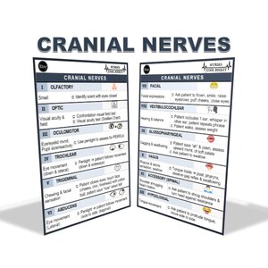 Cranial Nerves Digital Download Badge Buddy - Etsy