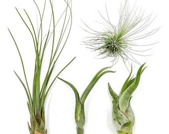 ragnaroc Air Plants - Tillandsia Variety Pack, Regular 1-3" - Live Arrival Guaranteed - House Plants for Home Decor & Gift
