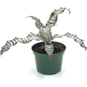 ragnaroc Live Plants – Cryptanthus, Jumbo 4-8&quot; in 4-5&quot; Pot - 1ct - Live Arrival Guaranteed - House Plants for Home Decor & Gift