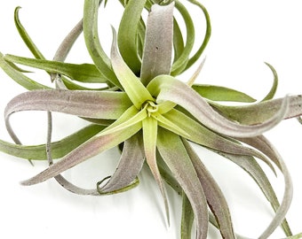 ragnaroc Air Plants - Tillandsia Cacticola, Jumbo 6-9" - Live Arrival Guaranteed - House Plants for Home Decor & Gift