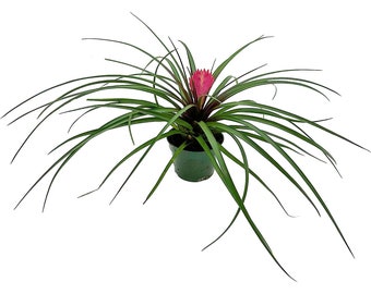 ragnaroc Live Air Plants – Flowering Tillandsia Cyanea, Giant 15-18" - Live Arrival Guaranteed - House Plants for Home Decor & Gift