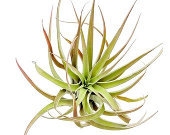 ragnaroc Air Plants - Tillandsia Capitata (Peach), Large 5-7” and Giant +10" - Live Arrival Guaranteed - House Plants for Home Decor & Gift