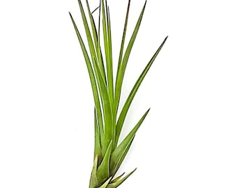 ragnaroc Air Plants - Tillandsia Melanocrater Tricolor, Large 4-6" - Live Arrival Guaranteed - House Plants for Home Decor & Gift