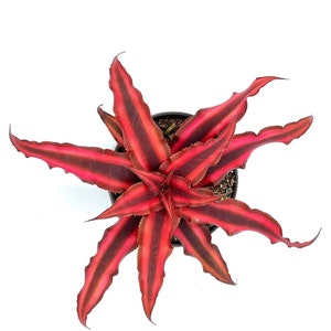 ragnaroc Live Plants Cryptanthus, Jumbo 4-8 in 4-5 Pot 1ct Live Arrival Guaranteed House Plants for Home Decor & Gift image 6