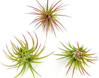ragnaroc Air Plants - Tillandsia Ionantha Species Variation, Regular 2-3" - Live Arrival Guaranteed - House Plants for Home Decor & Gift