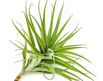 ragnaroc Live Air Plants - Tillandsia Exclusive Species - 1ct - Live Arrival Guaranteed - House Plants for Home Decor & Gift