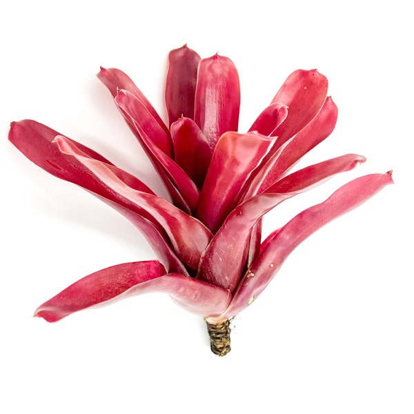 ragnaroc Air Plants - Bromeliad Neoregelia 'Fireball', Large 6" - Live Arrival Guaranteed - House Plants for Home Decor & Gift