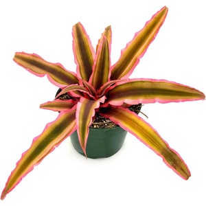 ragnaroc Live Plants Cryptanthus, Jumbo 4-8 in 4-5 Pot 1ct Live Arrival Guaranteed House Plants for Home Decor & Gift Pink Star