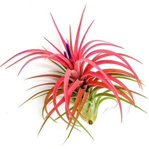 ragnaroc Live Air Plants – Tillandsia Victoriana, Large 3-4” – Live Arrival Guaranteed – House Plants for Home Décor & Gift