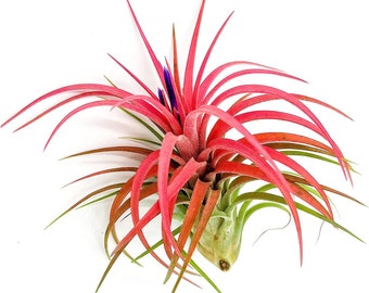 ragnaroc Live Air Plants – Tillandsia Victoriana, Large 3-4” – Live Arrival Guaranteed – House Plants for Home Décor & Gift