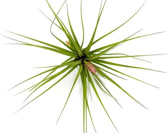 ragnaroc Air Plants - Tillandsia Single Species - 1ct - Live Arrival Guaranteed - House Plants for Home Decor & Gift