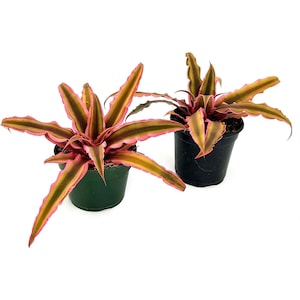 ragnaroc Live Plants Cryptanthus, Jumbo 4-8 in 4-5 Pot 1ct Live Arrival Guaranteed House Plants for Home Decor & Gift image 4