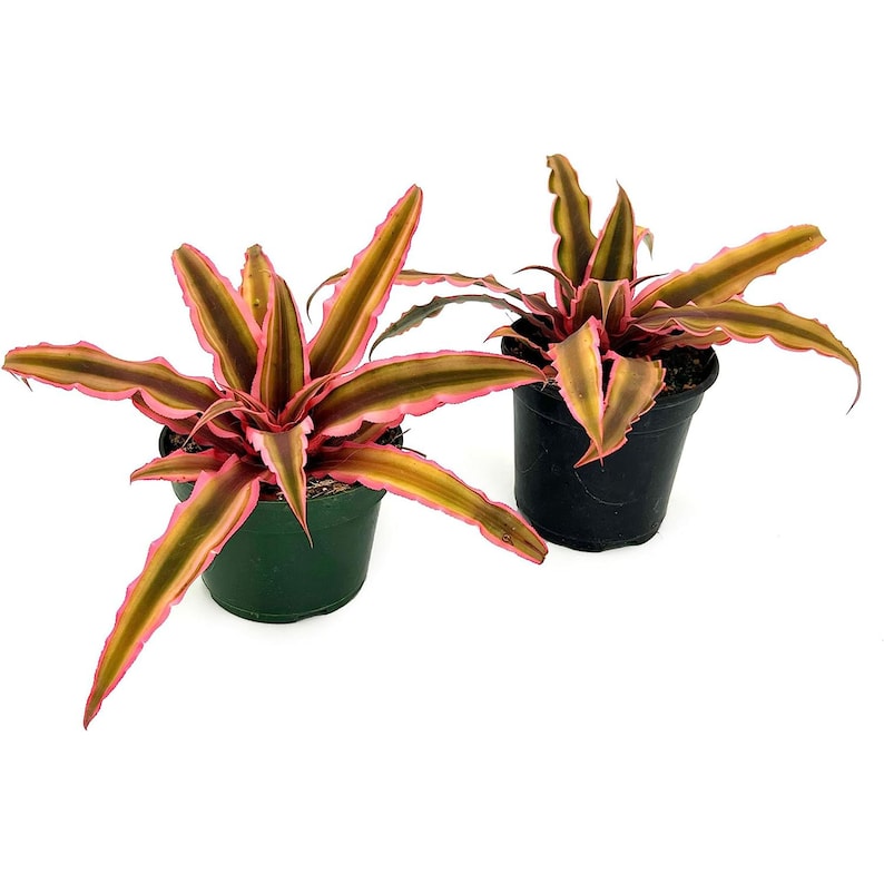 ragnaroc Live Plants Cryptanthus, Jumbo 4-8 in 4-5 Pot 1ct Live Arrival Guaranteed House Plants for Home Decor & Gift image 4