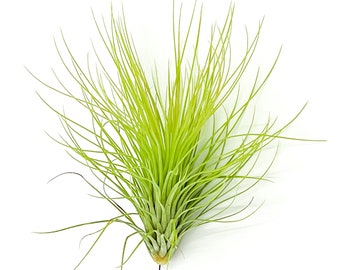 ragnaroc Air Plants - Tillandsia Andreana, Large 4-6" - Live Arrival Guaranteed - House Plants for Home Decor & Gift