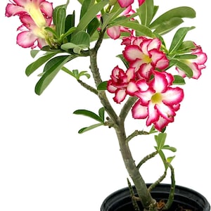 ragnaroc Live Succulents – Adenium Obesum Desert Rose in 4" Pot or 2" Plug - Live Arrival Guaranteed - House Plants for Home Decor & Gift